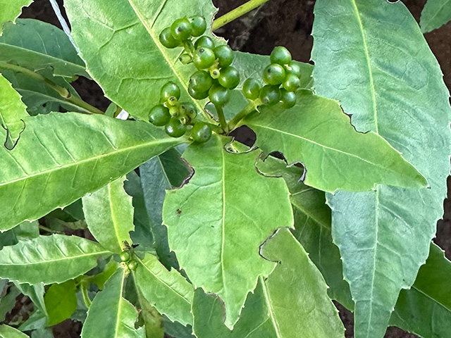 ゾウムシに食べられた千両の葉